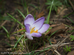 © 2013 W. Rotschek