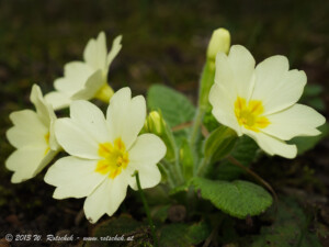 © 2013 W. Rotschek