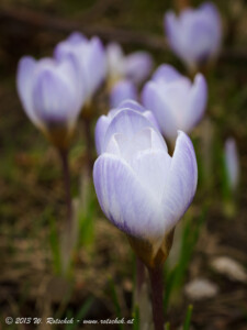 © 2013 W. Rotschek