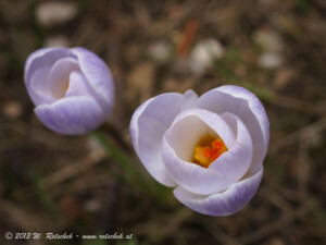 © 2013 W. Rotschek