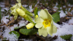 © 2013 W. Rotschek