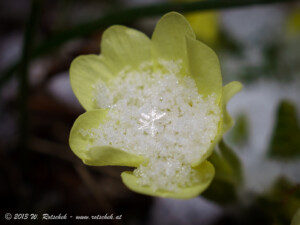 © 2013 W. Rotschek