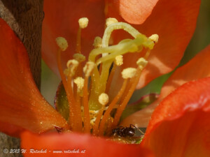 © 2013 W. Rotschek