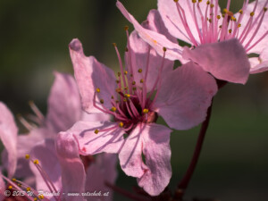 © 2013 W. Rotschek