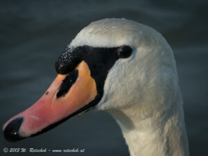 © 2013 W. Rotschek