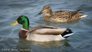 © 2013 W. Rotschek