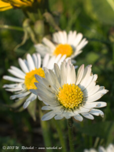 © 2013 W. Rotschek