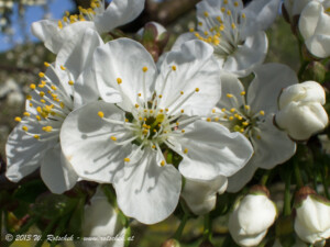 © 2013 W. Rotschek