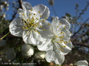 © 2013 W. Rotschek