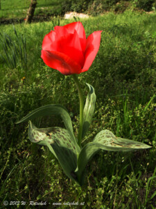 © 2013 W. Rotschek
