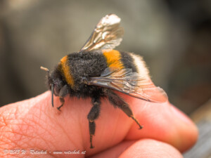© 2013 W. Rotschek