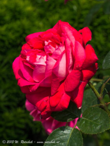 © 2013 W. Rotschek