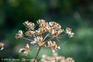 © 2021 W. Rotschek