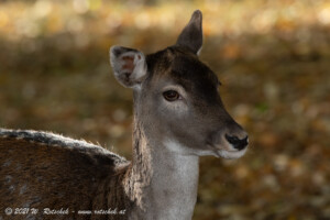 © 2021 W. Rotschek