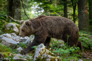 © 2022 W. Rotschek