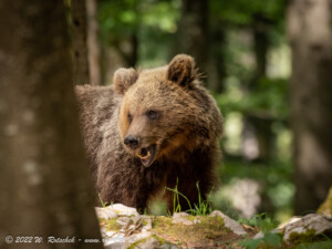 © 2022 W. Rotschek