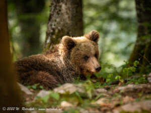 © 2022 W. Rotschek
