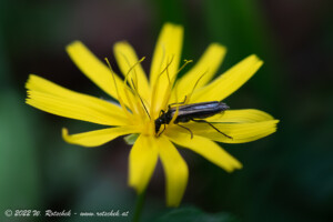 © 2022 W. Rotschek
