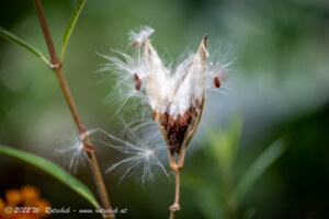© 2022 W. Rotschek