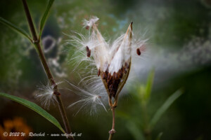 © 2022 W. Rotschek