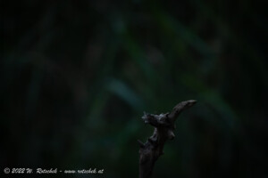 © 2022 W. Rotschek