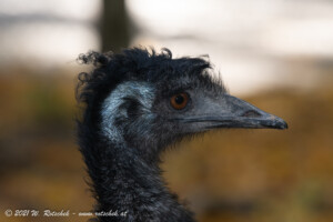 © 2021 W. Rotschek