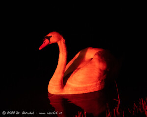 © 2022 W. Rotschek