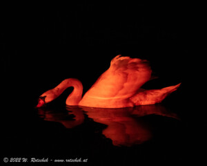 © 2022 W. Rotschek