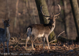© 2022 W. Rotschek