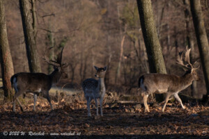 © 2022 W. Rotschek