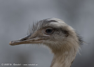 © 2022 W. Rotschek