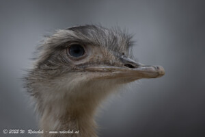 © 2022 W. Rotschek