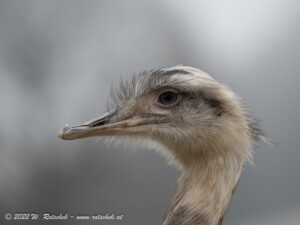 © 2022 W. Rotschek