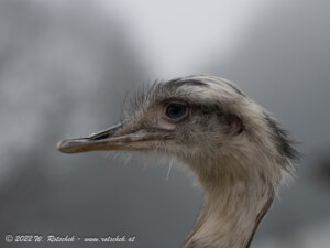 © 2022 W. Rotschek