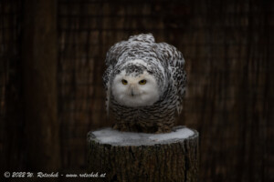 © 2022 W. Rotschek