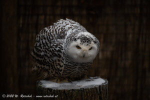 © 2022 W. Rotschek
