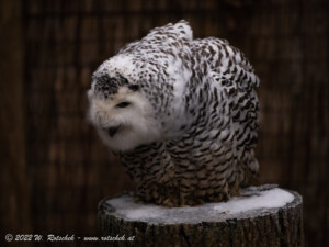 © 2022 W. Rotschek
