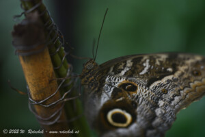 © 2022 W. Rotschek