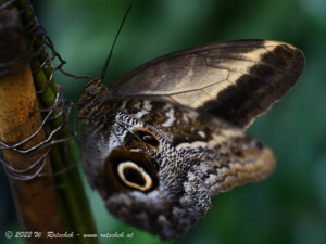 © 2022 W. Rotschek