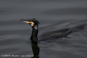 © 2022 W. Rotschek