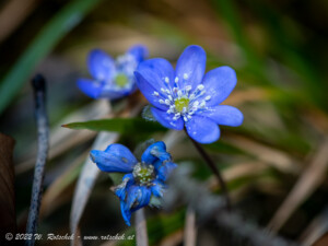 © 2022 W. Rotschek