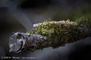 © 2022 W. Rotschek