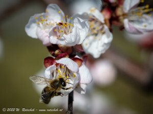 © 2022 W. Rotschek