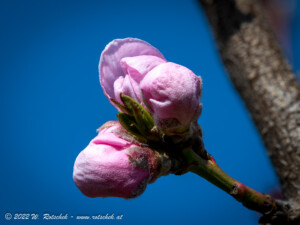 © 2022 W. Rotschek