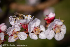 © 2022 W. Rotschek