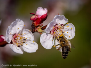 © 2022 W. Rotschek